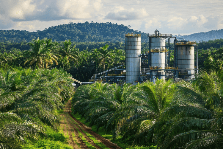 Palm Oil Mill Effluent