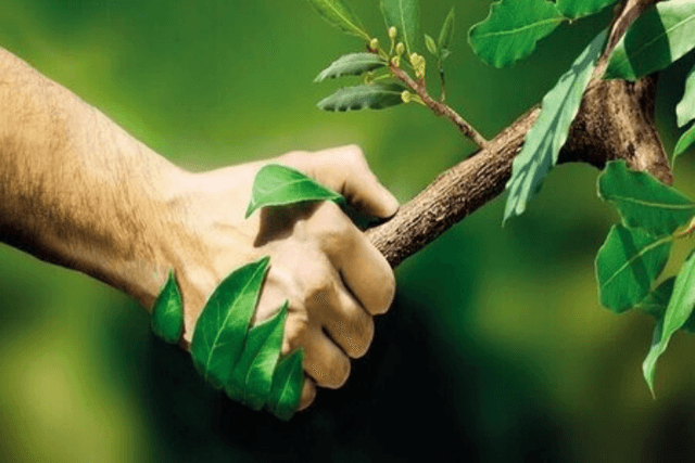 SED Drives Biomass to Ethanol Innovation for India’s Green Economy at Global Competitive Cost